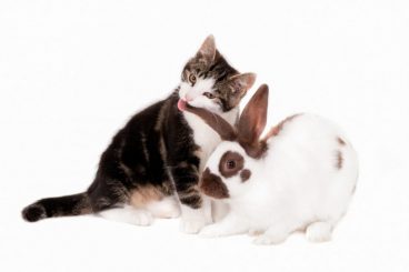 Convivencia entre gatos y conejos: cómo lograr que sea positiva