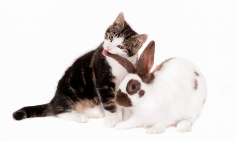 Convivencia entre gatos y conejos: cómo lograr que sea positiva