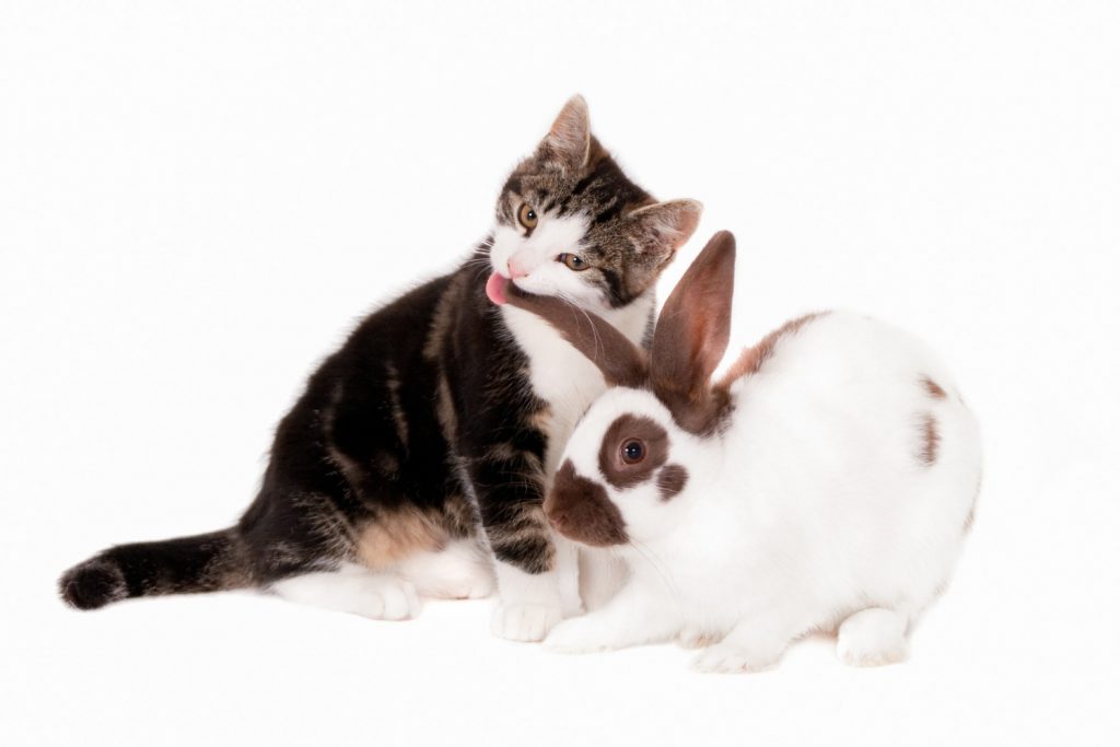 Predecesor Audaz los padres de crianza Convivencia entre gatos y conejos: cómo lograr que sea positiva