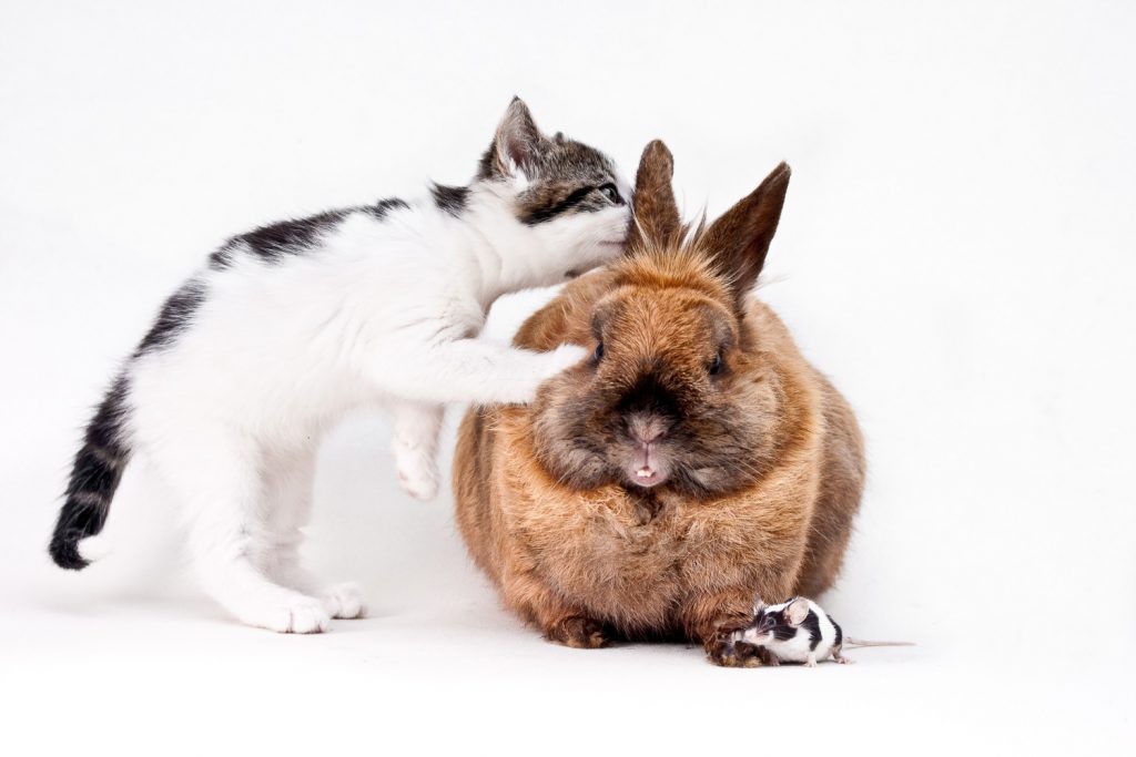 Cuándo comenzar la convivencia entre gatos y conejos