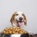 ¿Cuántas veces come un perro al día?