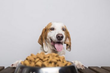 ¿Cuántas veces come un perro al día?