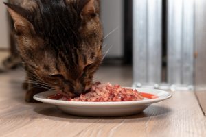 Vitamina B Para Gatos: Todos Lo Que Debes Saber | Wakyma