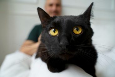 Gatoterapia: así es la terapia asistida por gatos
