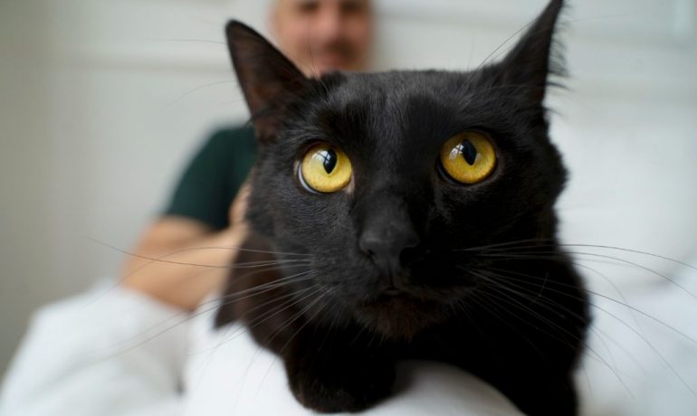 Gatoterapia: así es la terapia asistida por gatos