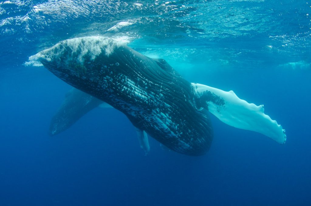 Mamíferos más longevos la ballena azul