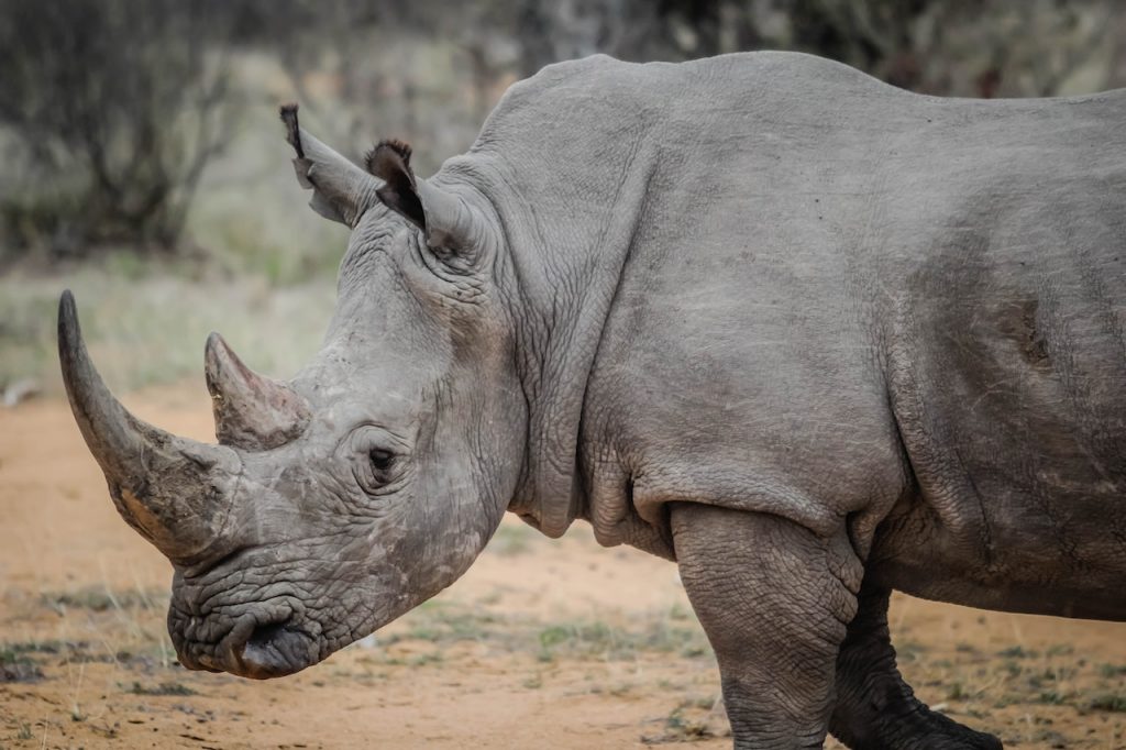 Mamíferos más longevos el rinoceronte