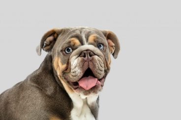 Otohematoma en perros: qué es, causas y tratamiento