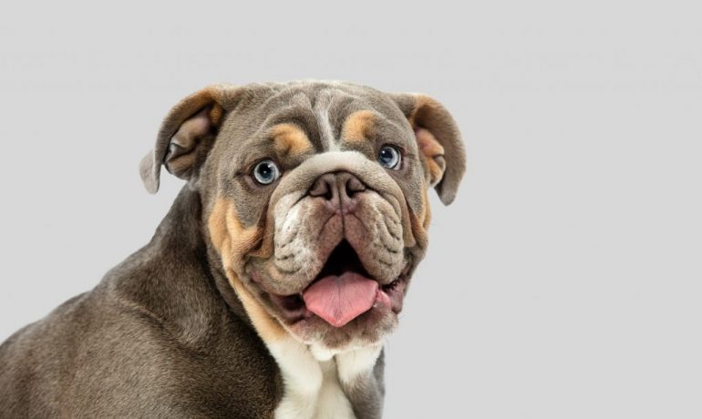 Otohematoma en perros: qué es, causas y tratamiento