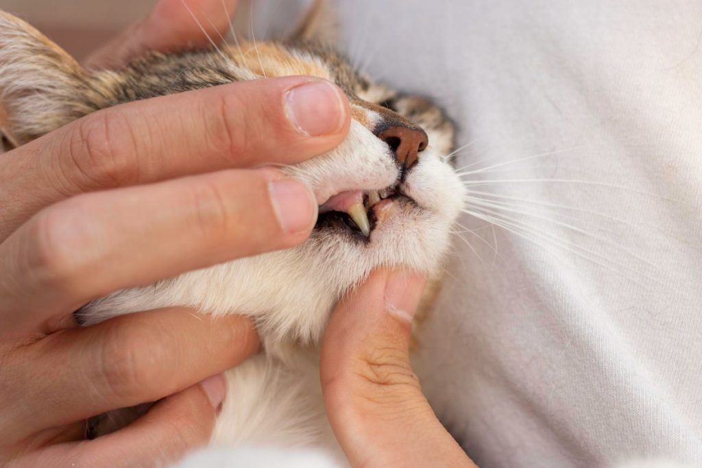 ¿Por qué se da la enfermedad periodontal en mascotas?