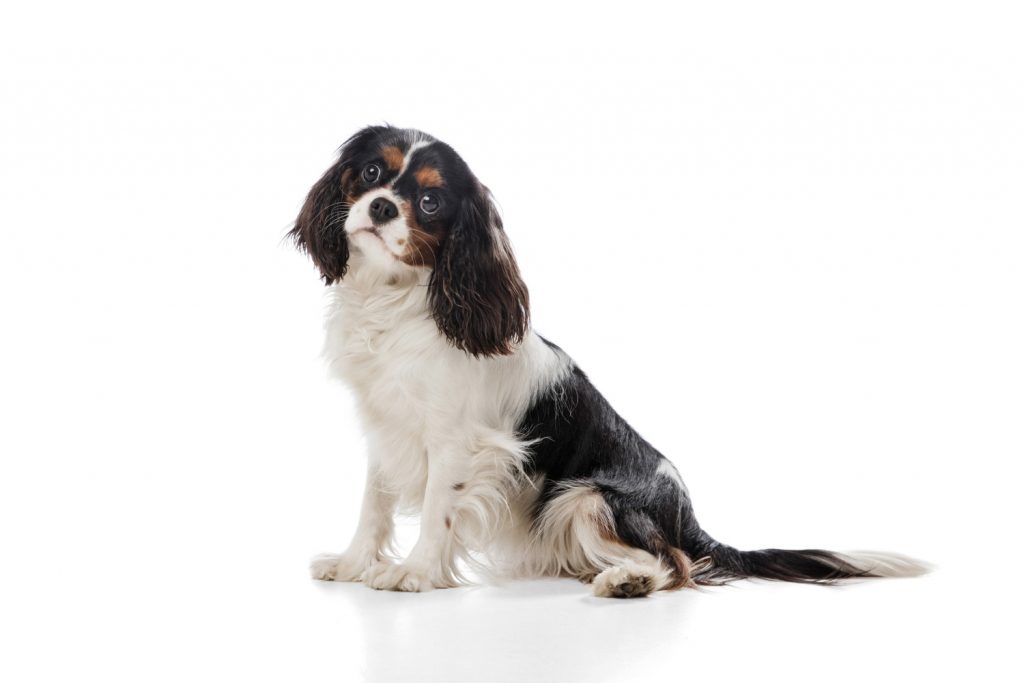 ¿Qué es el otohematoma en perros?