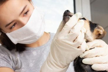 Qué es la enfermedad periodontal en mascotas