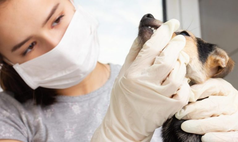 Qué es la enfermedad periodontal en mascotas