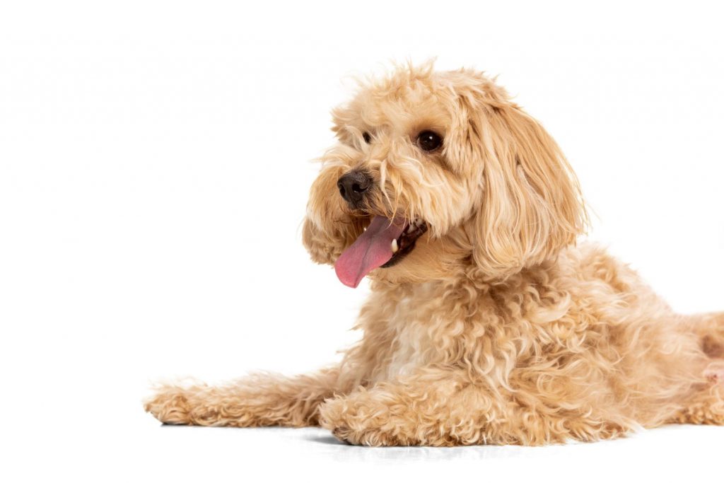 Tratamiento del otohematoma en perros
