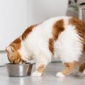 Vitamina B para gatos: todos lo que debes saber