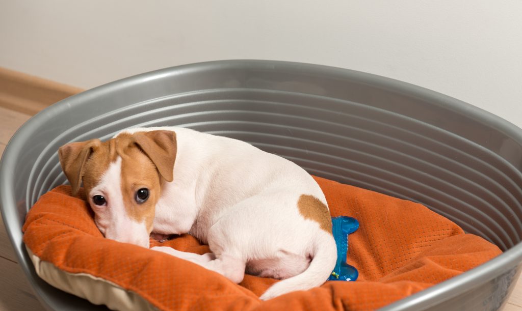 Consejos para saber cómo limpiar la cama del perro