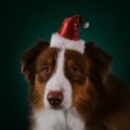 Consejos para que las mascotas no engorden en Navidad