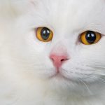 15 curiosidades de los gatos que te sorprenderán