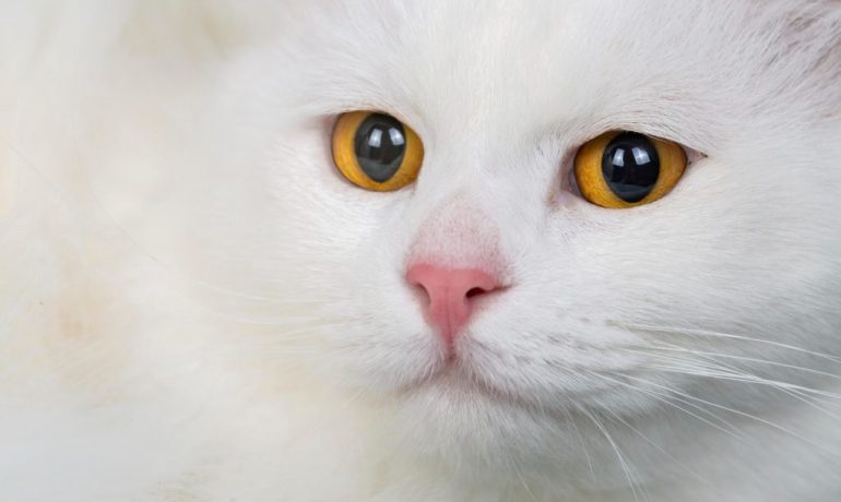 15 curiosidades de los gatos que te sorprenderán