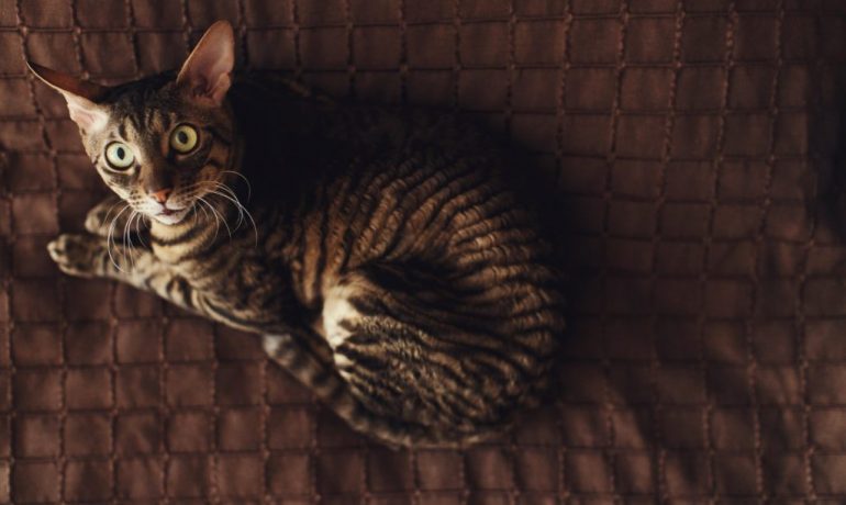 Neofobia en gatos: ¿qué es?
