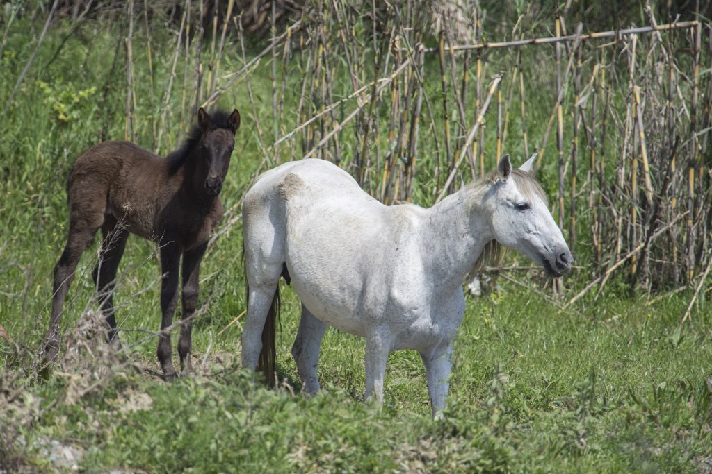 Nombres para caballos y yeguas elige entre más de 200 ideas