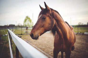 Nombres para caballos y yeguas: elige entre más de 200 ideas