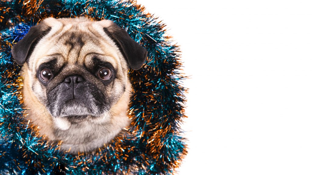 Otros consejos para cuidar a las mascotas en Navidad