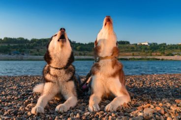 ¿Por qué aúllan los perros cuando escuchan una sirena?
