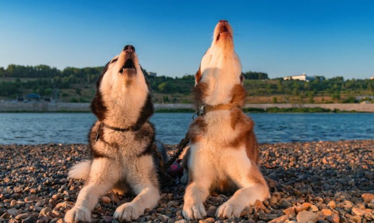 ¿Por qué aúllan los perros cuando escuchan una sirena?
