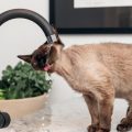 ¿Por qué a los gatos les gusta beber agua del grifo?