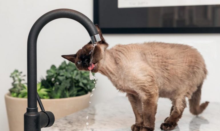 ¿Por qué a los gatos les gusta beber agua del grifo?
