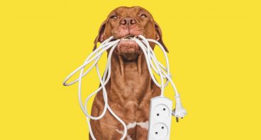 ¿Por qué las mascotas muerden los cables?