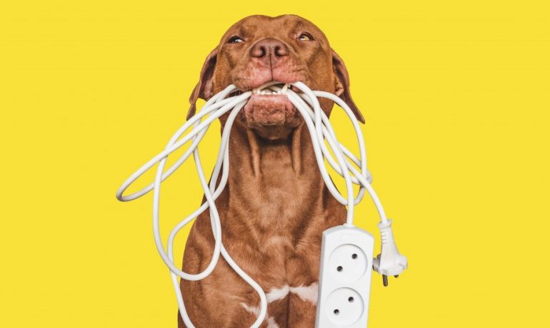¿Por qué las mascotas muerden los cables?