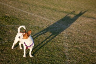 ¿Por qué los perros persiguen sombras?
