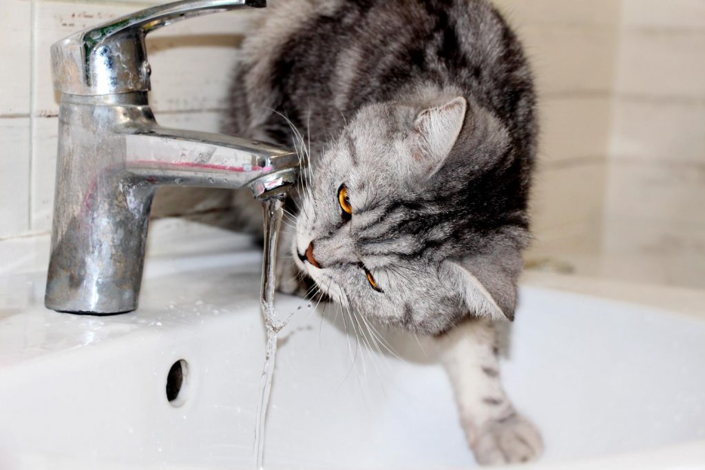 Razones de por qué a los gatos les gusta beber agua del grifo