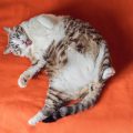 5 tips para hacer que tu gato pierda peso sin que enferme