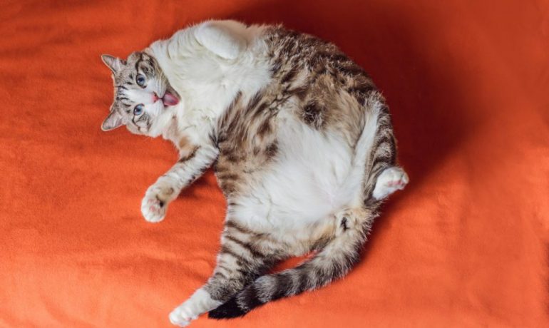 5 tips para hacer que tu gato pierda peso sin que enferme