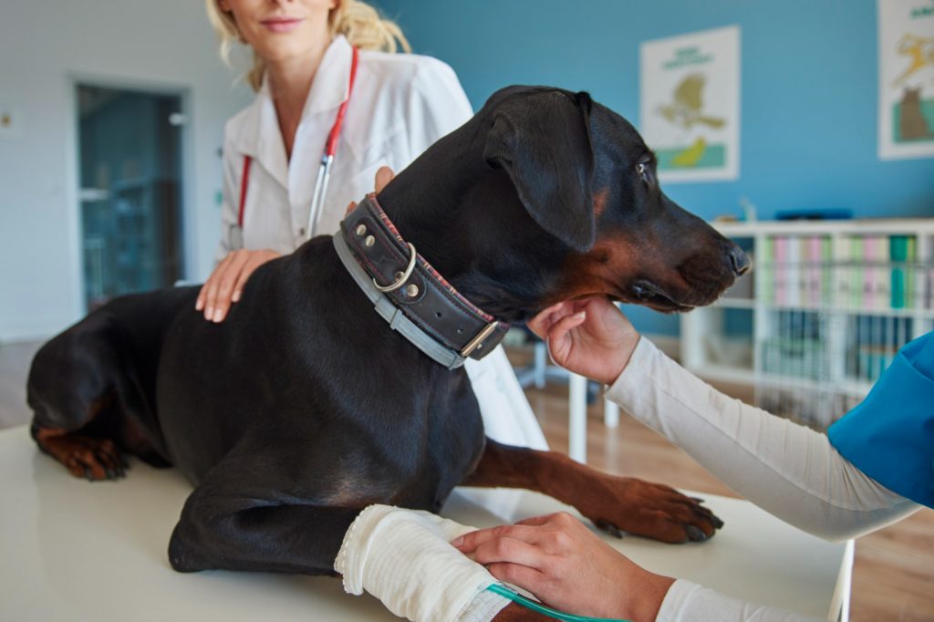 Aplicación de la fluidoterapia en mascotas