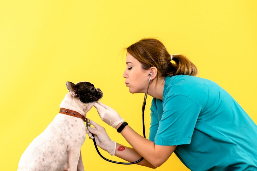 Cómo ayudar a tu perro si tiene miedo al veterinario