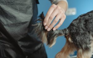 Glándulas anales de los perros: todo lo que debes saber