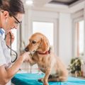 Consejos para ayudar a un perro que tiene miedo al veterinario