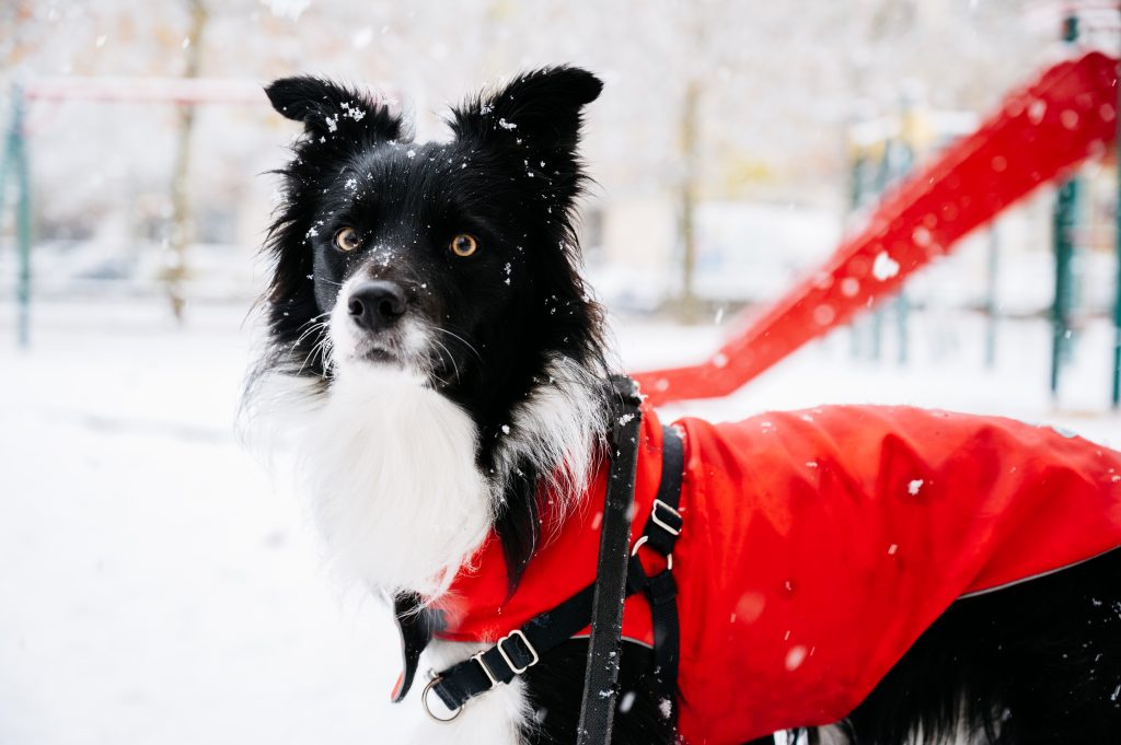 Tips para pasear al perro en invierno