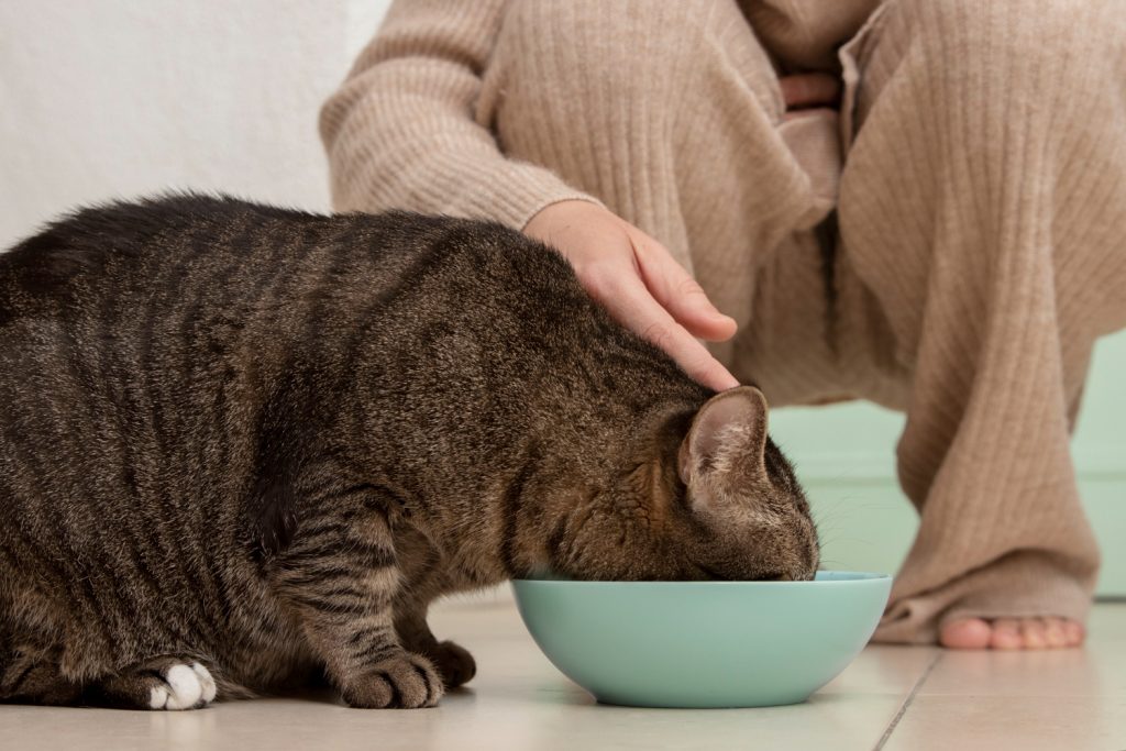 Cómo es una dieta equilibrada para gatos