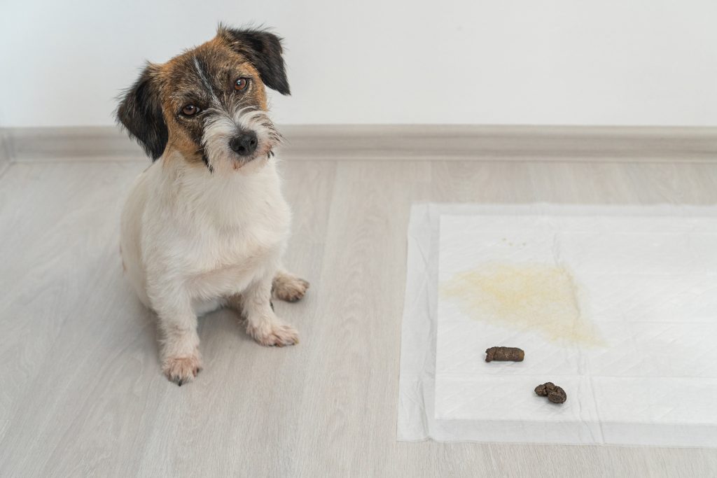 Por qué no debes usar lejía o amoniaco para limpiar la orina de tu perro