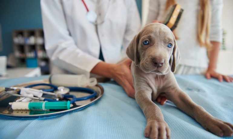 Fluidoterapia en mascotas: ¿qué es?