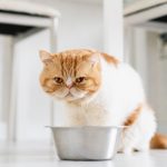 Los gatos pueden comer arroz: ¿sí o no?