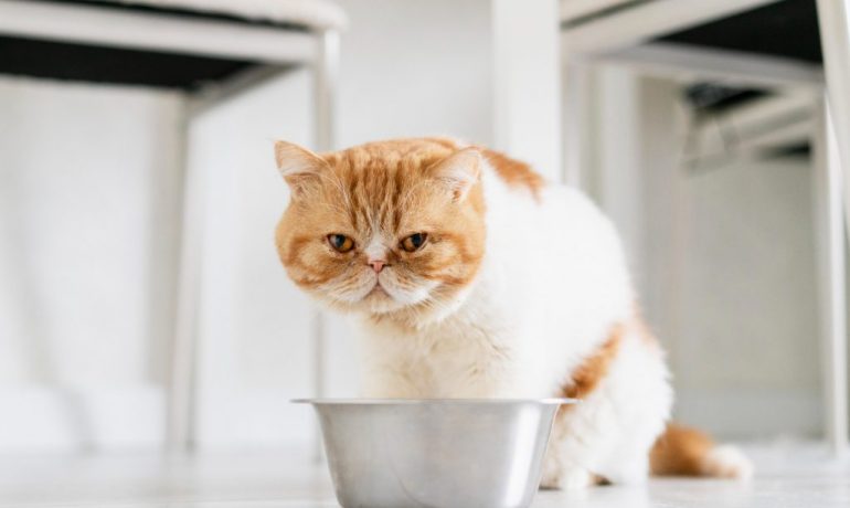 Los gatos pueden comer arroz: ¿sí o no?