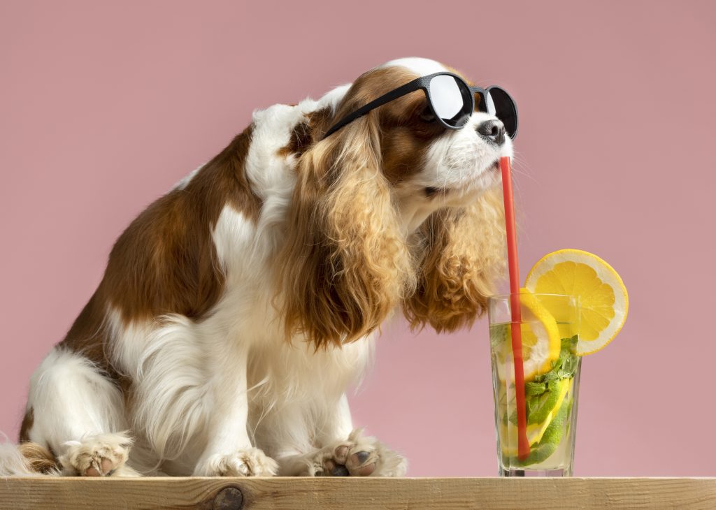¿El limón es bueno para los perros? Wakyma Blog de Mascotas