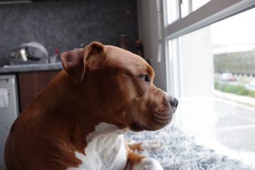 ¿Por qué a los perros les gusta mirar por la ventana?