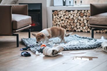 Por qué no debes usar lejía para limpiar la orina de tu perro